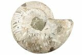 Cut & Polished Ammonite Fossil (Half) - Madagascar #191562-1